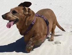 Floppydog logo (logo.png)